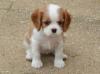 Продам щенка Austria, Vienna King Charles Spaniel