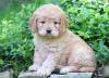 Продам щенка Austria, Linz Golden Retriever