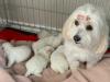 Продам щенка Bulgaria,  Other breed, COTON DE TULEAR