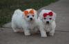 Питомник собак Bichon Frise puppy for home 