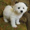 Питомник собак Bichon Frise puppy for home 