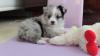 Питомник собак Australian Shepherd Puppies 