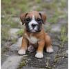 Питомник собак Cute Male and Female BOXER puppies available 