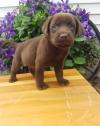 Питомник собак Labradors Puppies 