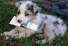 Питомник собак Australian Shepherd Puppies 