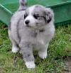 Питомник собак Australian Shepherd Puppies 