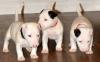 Питомник собак Well Trained Bull Terrier Puppies 