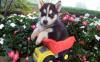 Питомник собак Available Siberian Husky Pups For adoption 