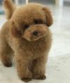 Питомник собак Adorable Poodle Puppies 