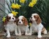 Питомник собак Cavalier King Charles spaniel Puppies 