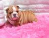 Питомник собак Beautiful English Bulldog  puppies for good home 