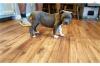 Питомник собак American staffordshire terrier puppies 