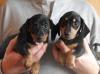 Питомник собак Mini-Dachshund Puppies Available 