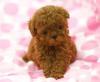 Питомник собак Toy-Poodle Puppies Available 