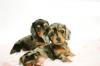 Питомник собак Mini-Dachshund Puppies Available 