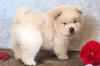 Питомник собак Chow chow Puppies 