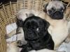 Питомник собак Pug  Puppies Available 