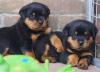 Питомник собак Rottweiler Puppies 