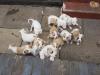 Питомник собак English Bulldog Puppies Available 