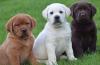 Питомник собак Amazing Labrador Retriever Puppies Cute 