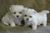 Питомник собак Maltese Puppies Available 