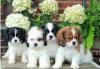 Питомник собак King charles Spaniel Puppies Available 