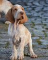 Питомник собак Purebred Brakko Italiano Puppies 