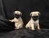 Питомник собак Pug  Puppies Available 