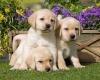 Питомник собак Labrador Retriever  Puppies Available For Sale 