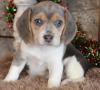 Питомник собак Beagle Puppies Available 