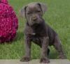 Питомник собак Cane Corso  Puppies Available 