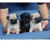 Питомник собак Pug  Puppies Available 