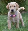 Питомник собак Labrador Retriever  Puppies Available For Sale 