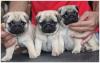 Питомник собак Pug  Puppies Available 