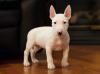 Питомник собак Bull Terrier  Puppies Available 