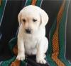 Питомник собак Labrador Retriever  Puppies Available For Sale 