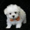 Питомник собак Maltese Puppies Available 