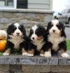 Питомник собак Bernese Mountain Dog Puppies Now Available 