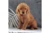 Питомник собак Golden Retriever Puppies Available 