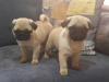 Питомник собак Pug  Puppies Available 