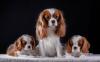 Питомник собак King charles Spaniel Puppies Available 