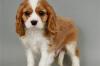 Питомник собак King charles Spaniel Puppies Available 