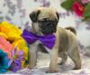 Питомник собак Pug  Puppies Available 