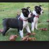 Питомник собак Boston Terrier  Puppies Available 