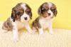 Питомник собак Cocker Spaniel Puppies Available 