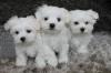 Питомник собак Maltese Puppies Available 