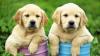 Питомник собак Labrador Retriever  Puppies Available For Sale 