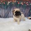 Питомник собак Pug  Puppies Available 