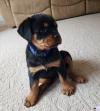 Питомник собак Rottweiler Puppies 