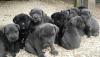 Питомник собак Cane Corso  Puppies Available 